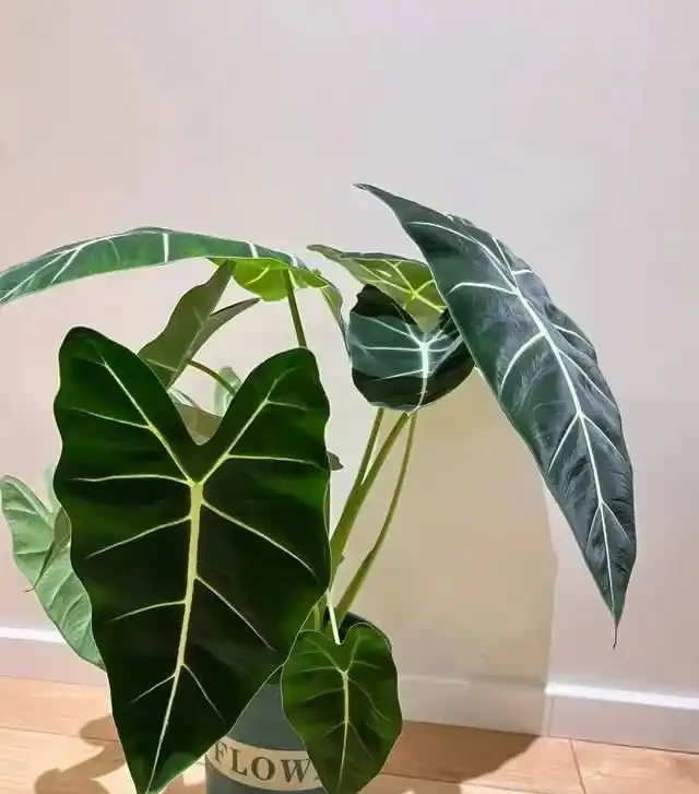 22款火遍全網的海芋品種，顏值拉滿，一個比一個絕！