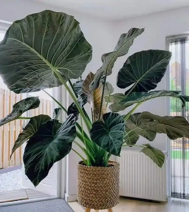 22款火遍全網的海芋品種，顏值拉滿，一個比一個絕！