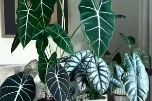 22款火遍全網的海芋品種，顏值拉滿，一個比一個絕！