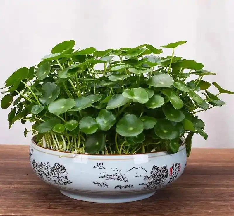 夏季銅錢草總變醜?做好「2多2狠」,葉子像大荷葉,又肥又美