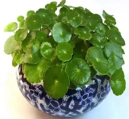 夏季銅錢草總變醜?做好「2多2狠」,葉子像大荷葉,又肥又美