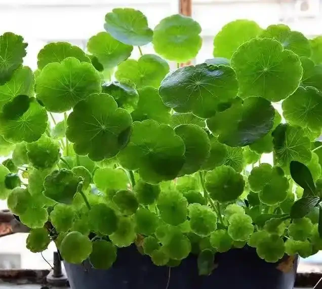 夏季銅錢草總變醜?做好「2多2狠」,葉子像大荷葉,又肥又美