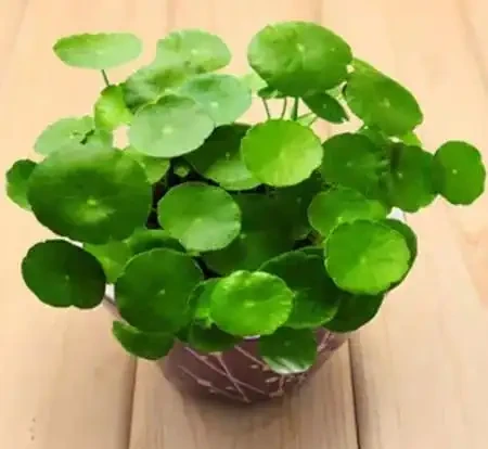 夏季銅錢草總變醜?做好「2多2狠」,葉子像大荷葉,又肥又美