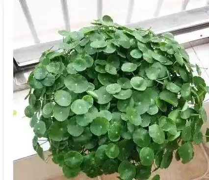 夏季銅錢草總變醜?做好「2多2狠」,葉子像大荷葉,又肥又美