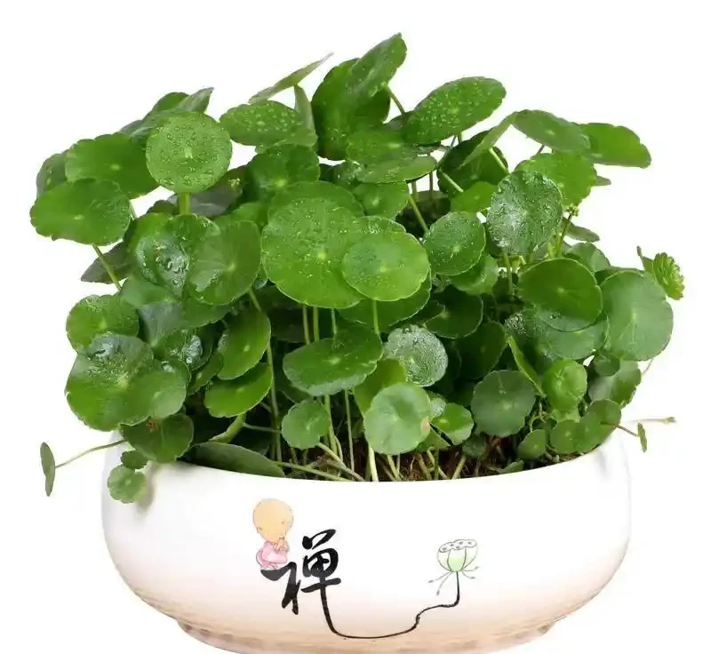 夏季銅錢草總變醜?做好「2多2狠」,葉子像大荷葉,又肥又美