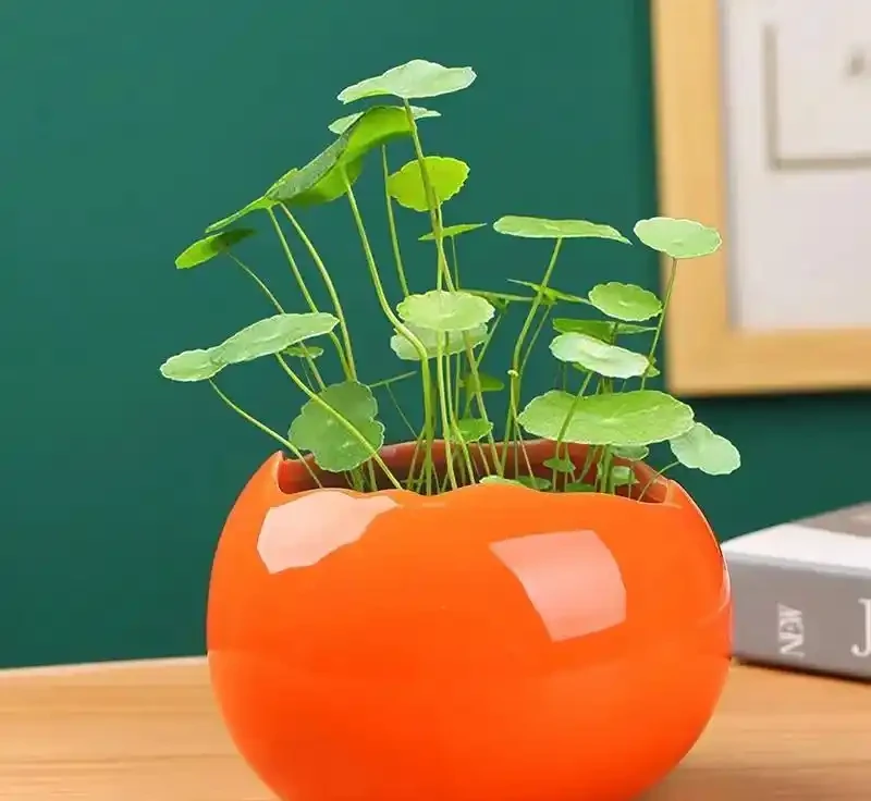 夏季銅錢草總變醜?做好「2多2狠」,葉子像大荷葉,又肥又美