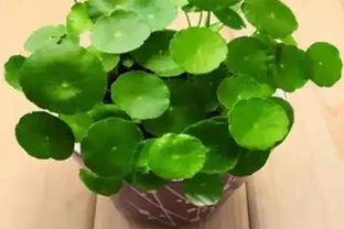夏季銅錢草總變醜？做好「2多2狠」，葉子像大荷葉，又肥又美