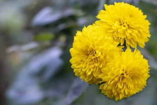 種植菊花用什麼肥料