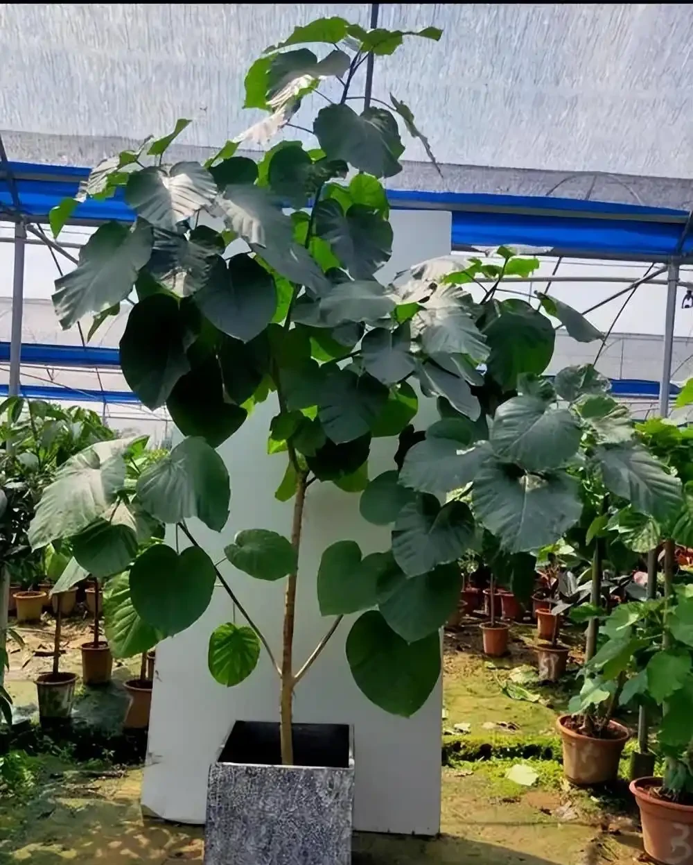 5種不怕曬的植物,不黃葉不腐根,夏天照樣生機勃勃,美極了