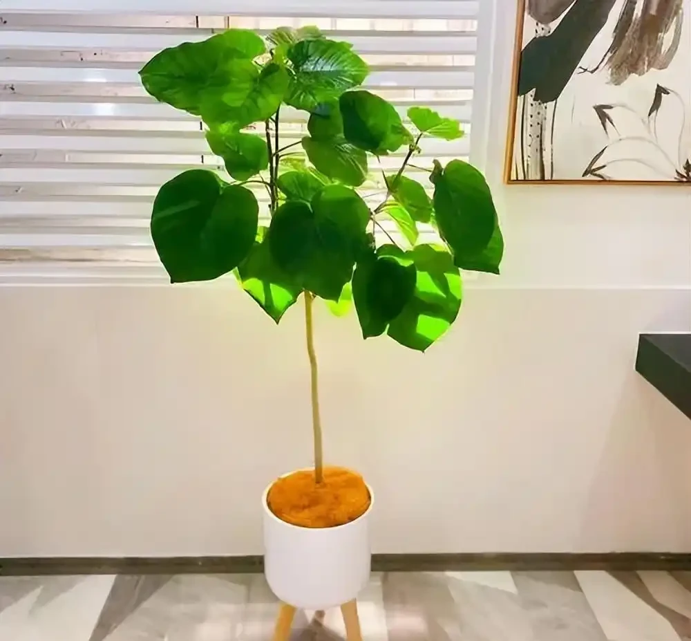 5種不怕曬的植物,不黃葉不腐根,夏天照樣生機勃勃,美極了