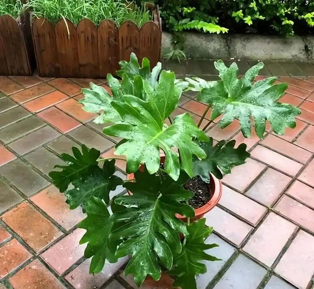 5種不怕曬的植物,不黃葉不腐根,夏天照樣生機勃勃,美極了