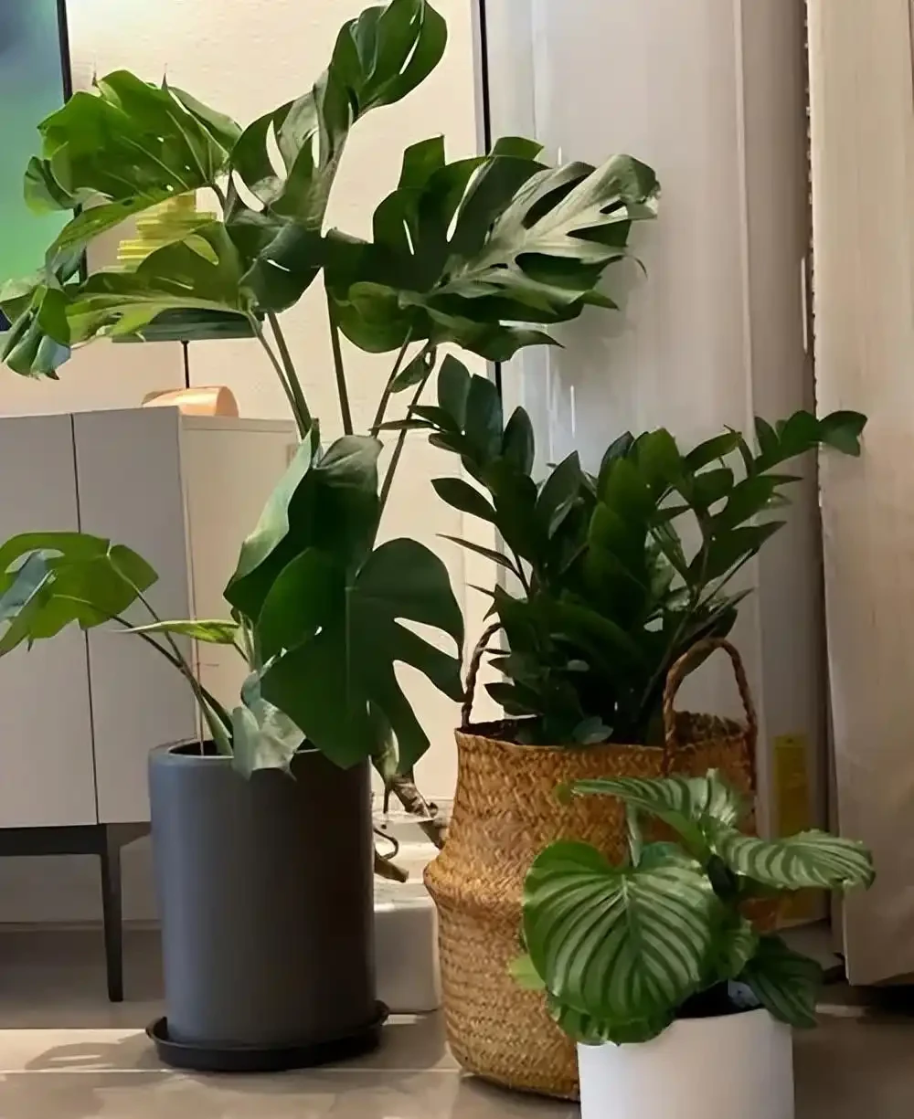 5種不怕曬的植物,不黃葉不腐根,夏天照樣生機勃勃,美極了
