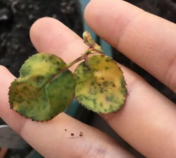 玫瑰花招蟲子,用哪種藥劑比較好?直接上吡蟲啉,多噴幾遍!