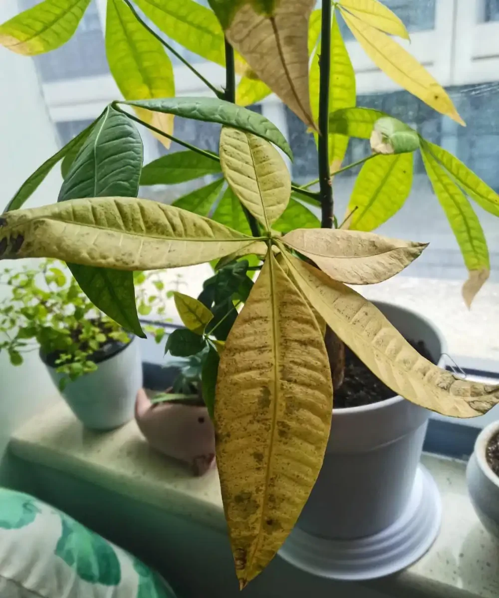 發財樹黃葉的原因和解決辦法
