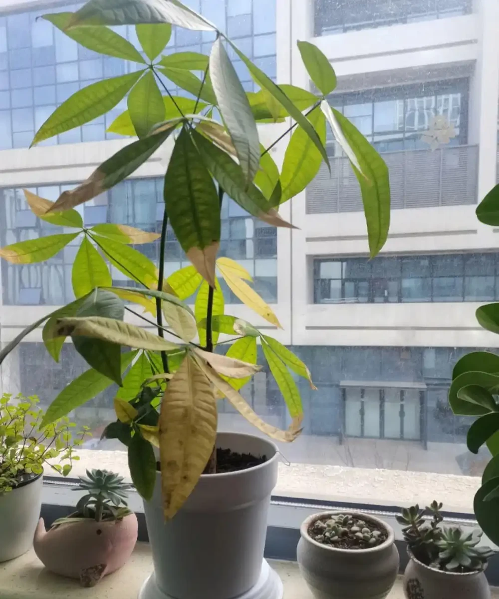 發財樹黃葉的原因和解決辦法