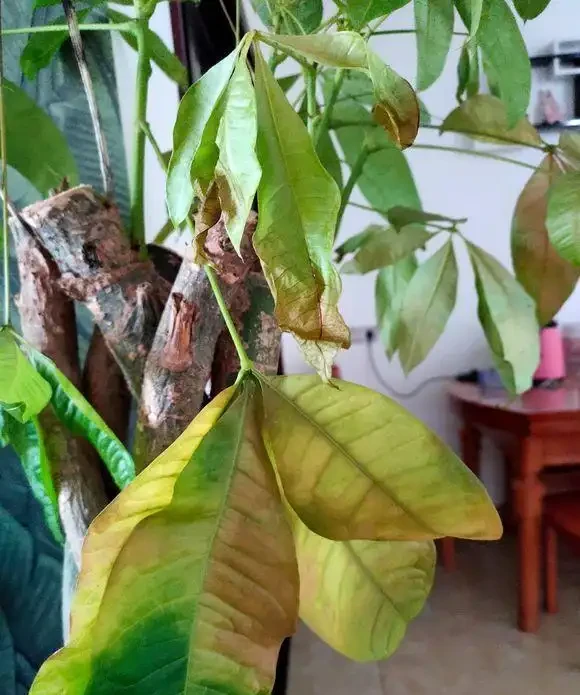 發財樹黃葉的原因和解決辦法