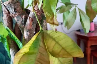 發財樹黃葉的原因和解決辦法