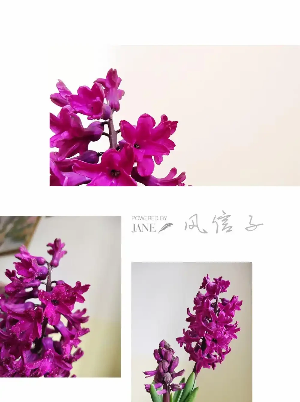 十種花不宜澆淘米水
