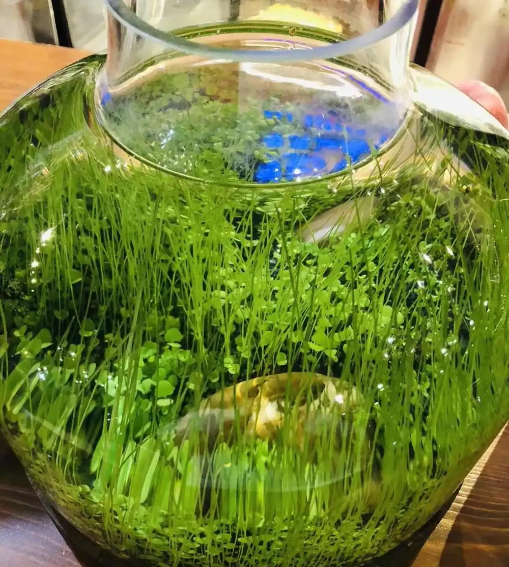 重慶一29歲太太，因「在水缸內養銅錢草」而走紅，網友：太神奇了