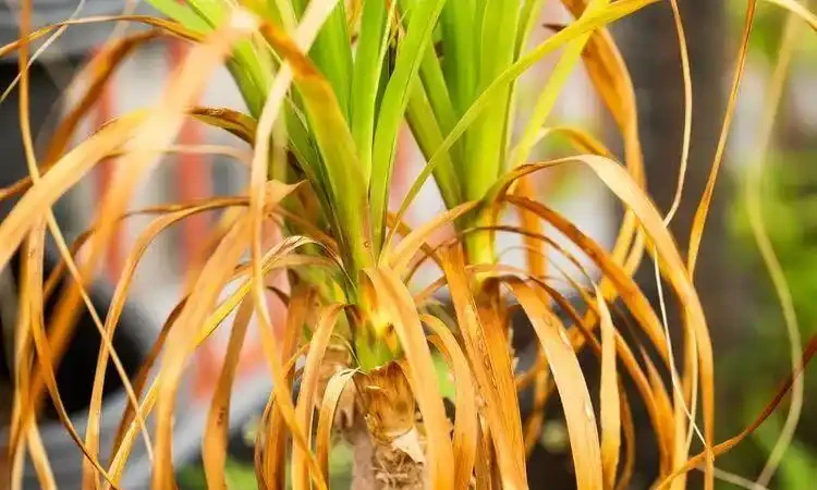 植物花卉葉子發黃的7大原因,解決方法已經附上了