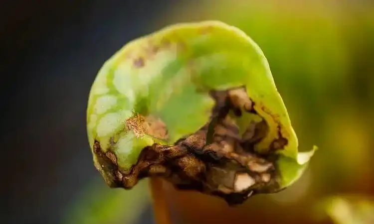 植物花卉葉子發黃的7大原因,解決方法已經附上了