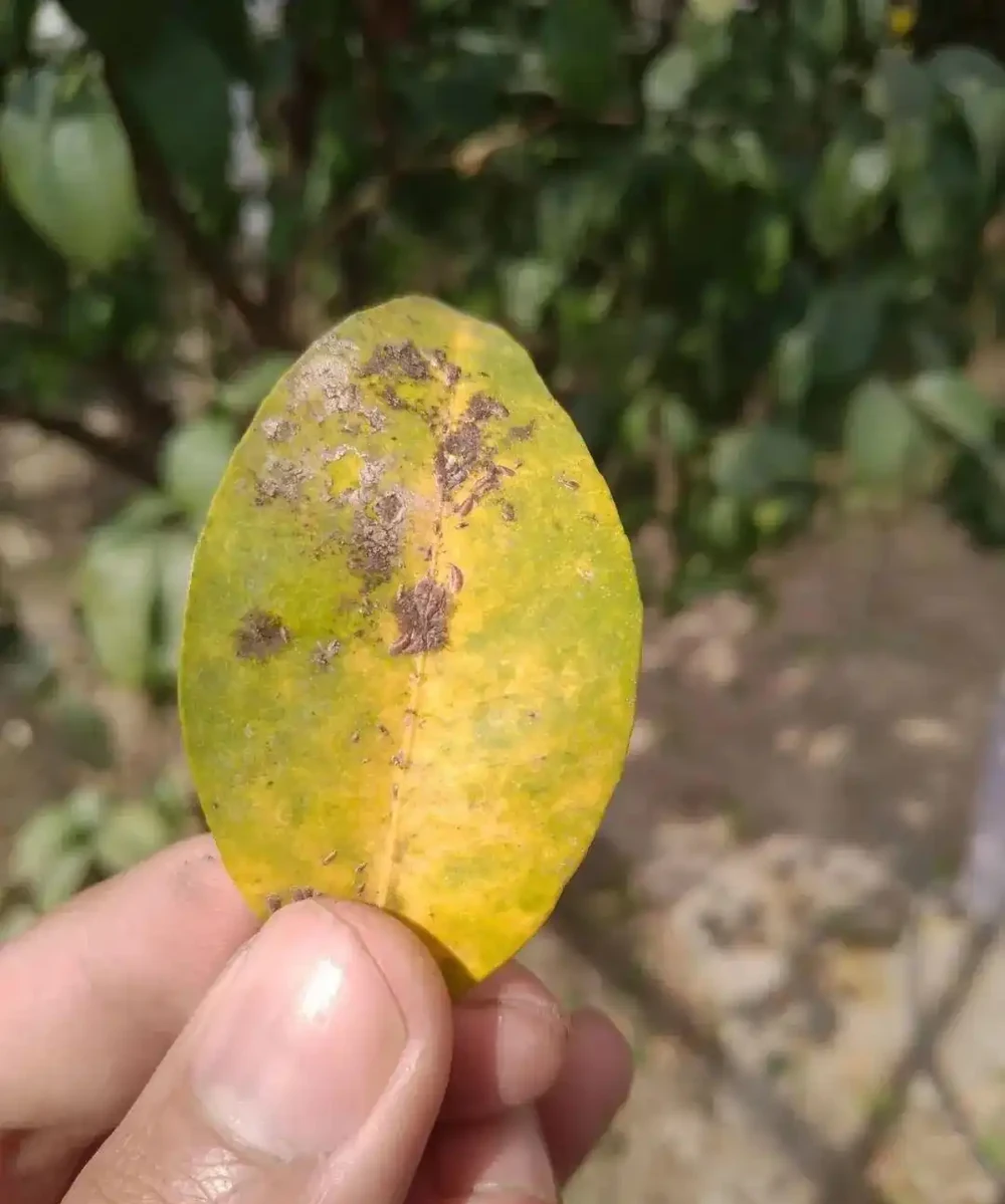 植物花卉葉子發黃的7大原因,解決方法已經附上了