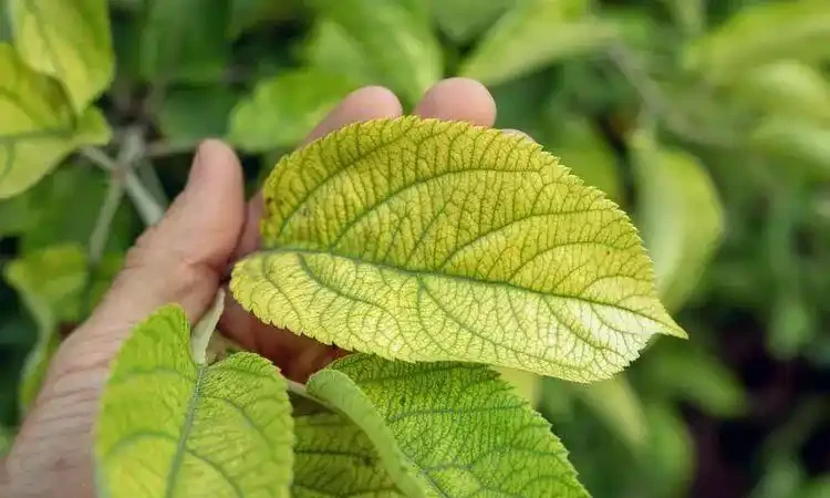 植物花卉葉子發黃的7大原因,解決方法已經附上了