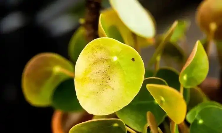 植物花卉葉子發黃的7大原因,解決方法已經附上了