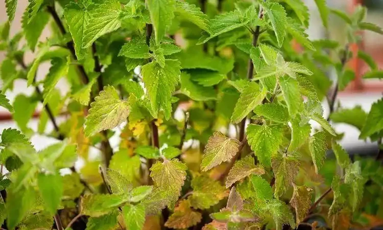 植物花卉葉子發黃的7大原因,解決方法已經附上了