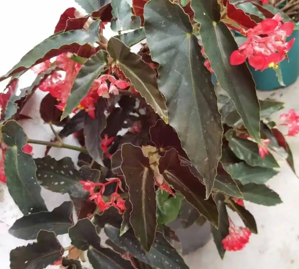 植物花卉葉子發黃的7大原因,解決方法已經附上了