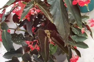 植物花卉葉子發黃的7大原因，解決方法已經附上了