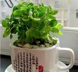 7種花很「養人」，臥室客廳放幾盆，好看還能「養身體」
