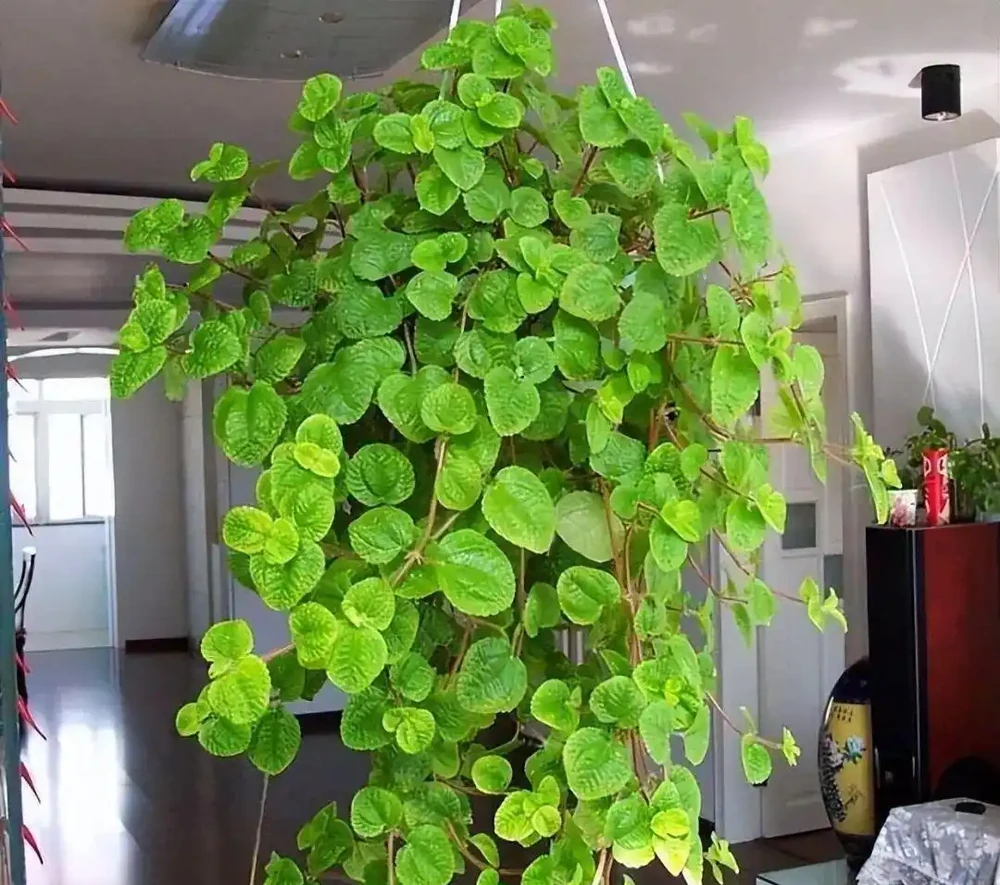7種花很「養人」，臥室客廳放幾盆，好看還能「養身體」