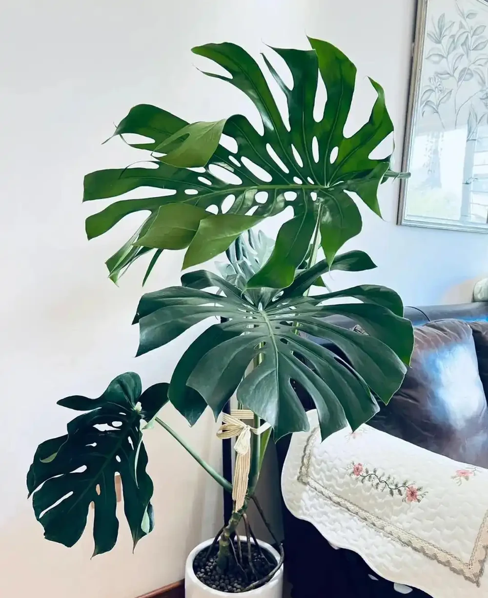 龜背芋又名蓬萊蕉、電線蘭、電線蓮等,多年生常綠藤本植物