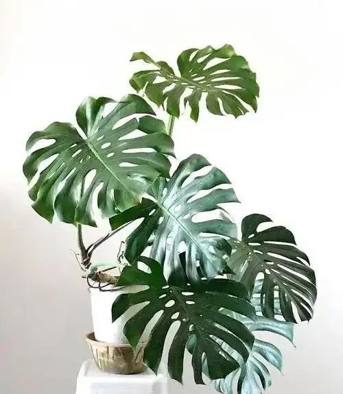 龜背芋又名蓬萊蕉、電線蘭、電線蓮等,多年生常綠藤本植物
