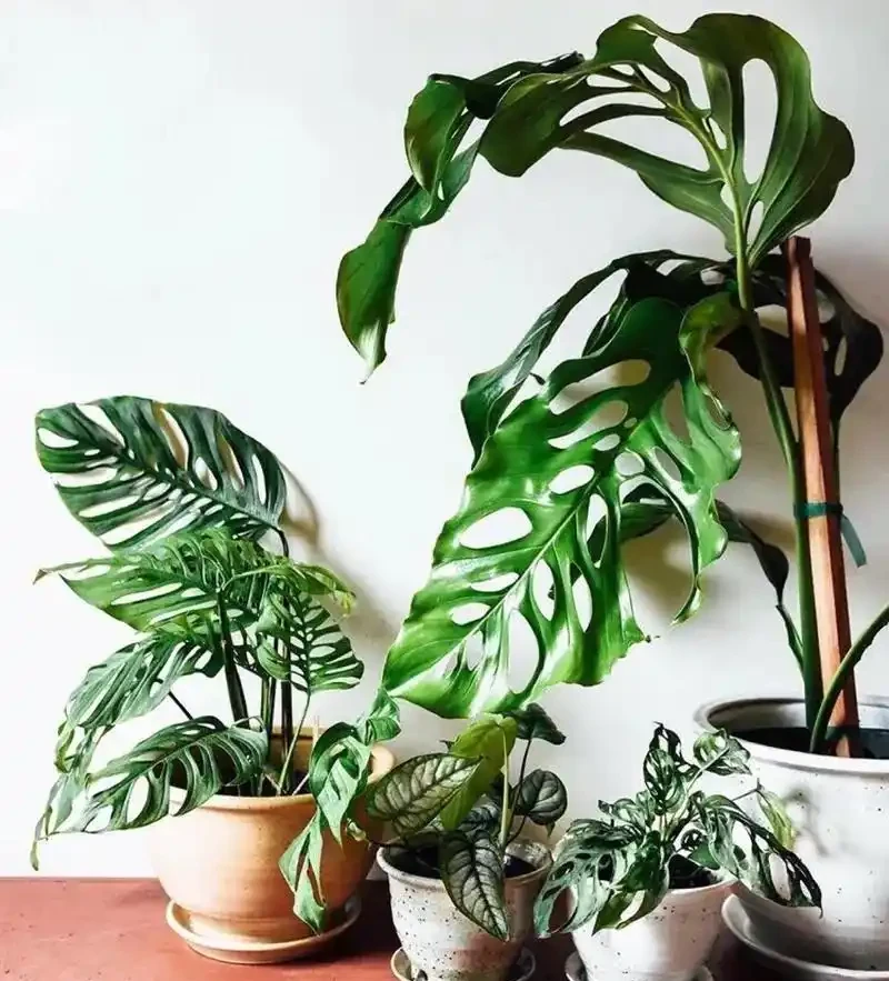 龜背芋又名蓬萊蕉、電線蘭、電線蓮等,多年生常綠藤本植物