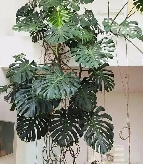 龜背芋又名蓬萊蕉、電線蘭、電線蓮等,多年生常綠藤本植物