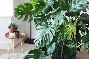龜背芋又名蓬萊蕉、電線蘭、電線蓮等，多年生常綠藤本植物