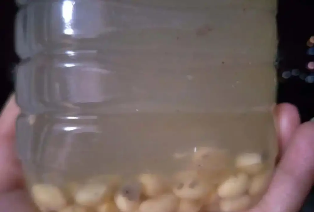 發財樹最愛「喝」3種水,一個月澆一次,葉片油亮不黃葉