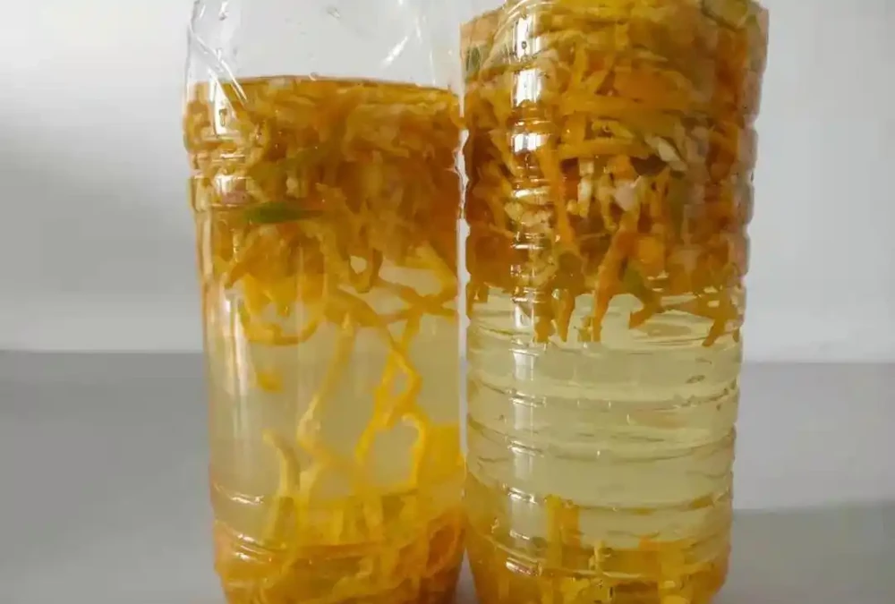 發財樹最愛「喝」3種水,一個月澆一次,葉片油亮不黃葉
