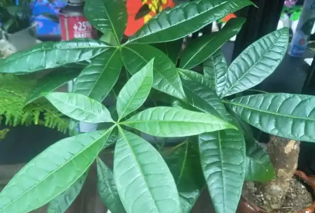 發財樹最愛「喝」3種水,一個月澆一次,葉片油亮不黃葉