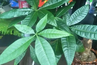 發財樹最愛「喝」3種水，一個月澆一次，葉片油亮不黃葉