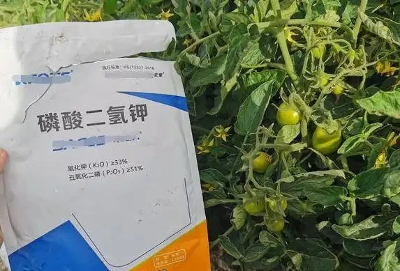 葉片發黃是缺什麼肥料?