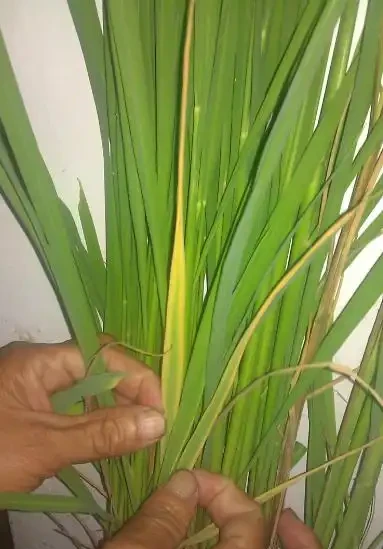 葉片發黃是缺什麼肥料?