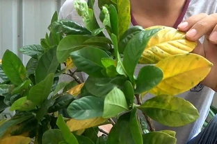 葉片發黃是缺什麼肥料？