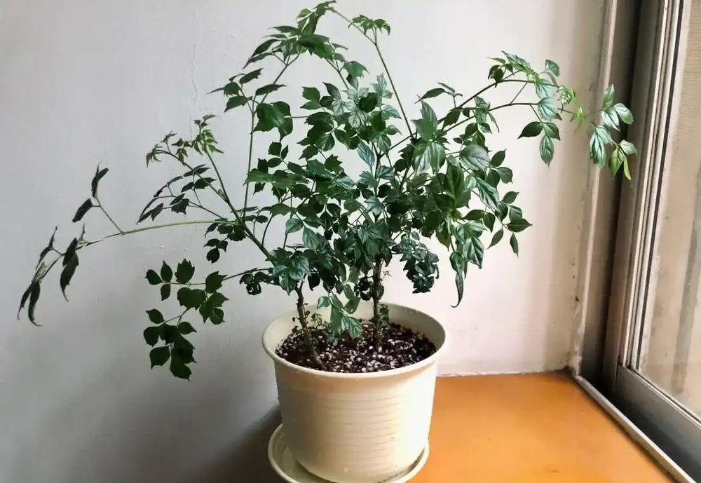 幸福樹該怎麼養?記住3點,葉子翠綠,越養越茂盛,幸福萬年長!