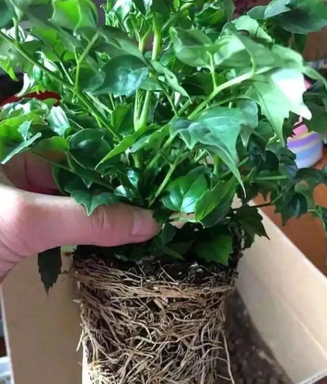 幸福樹該怎麼養?記住3點,葉子翠綠,越養越茂盛,幸福萬年長!