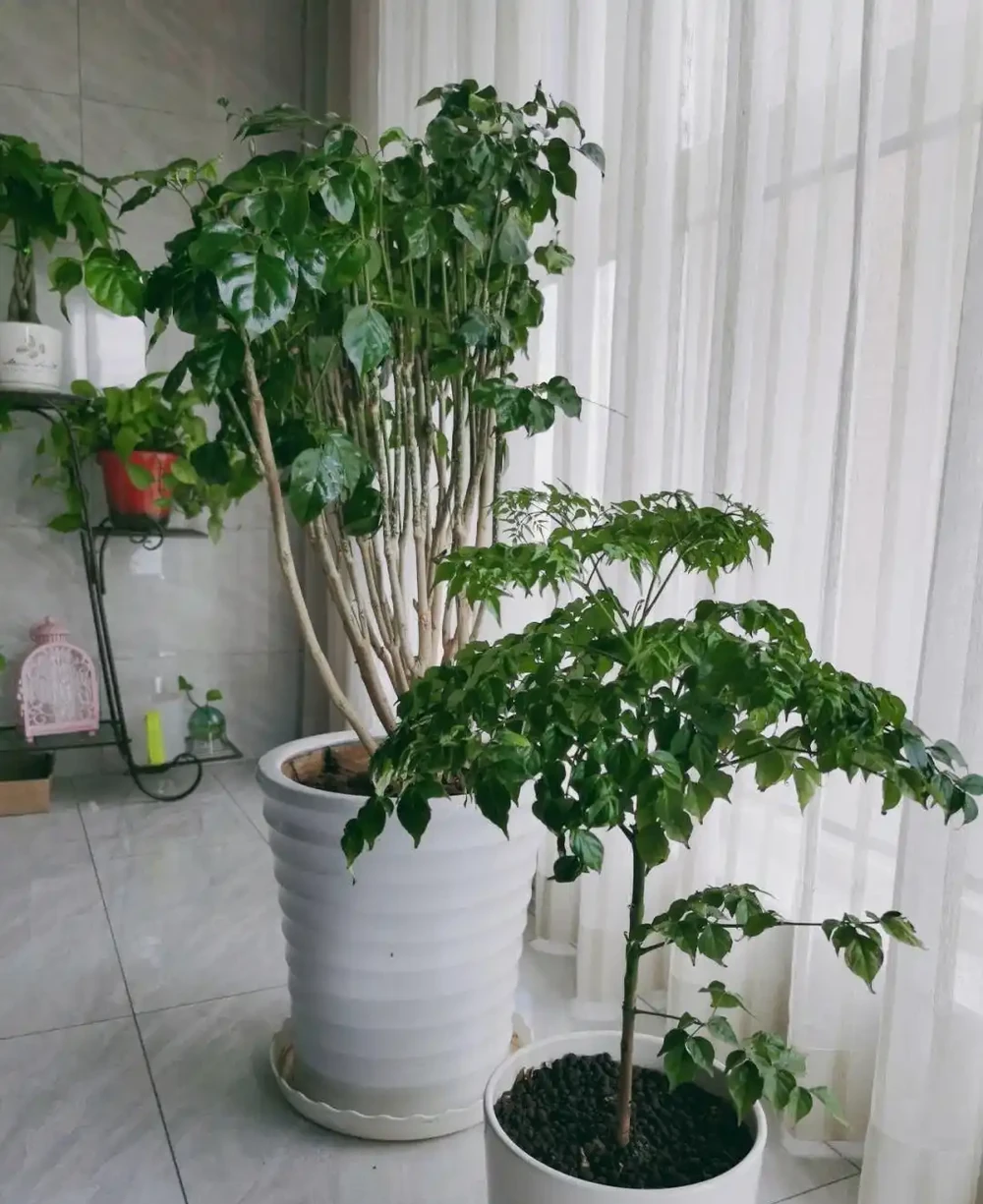 幸福樹該怎麼養?記住3點,葉子翠綠,越養越茂盛,幸福萬年長!