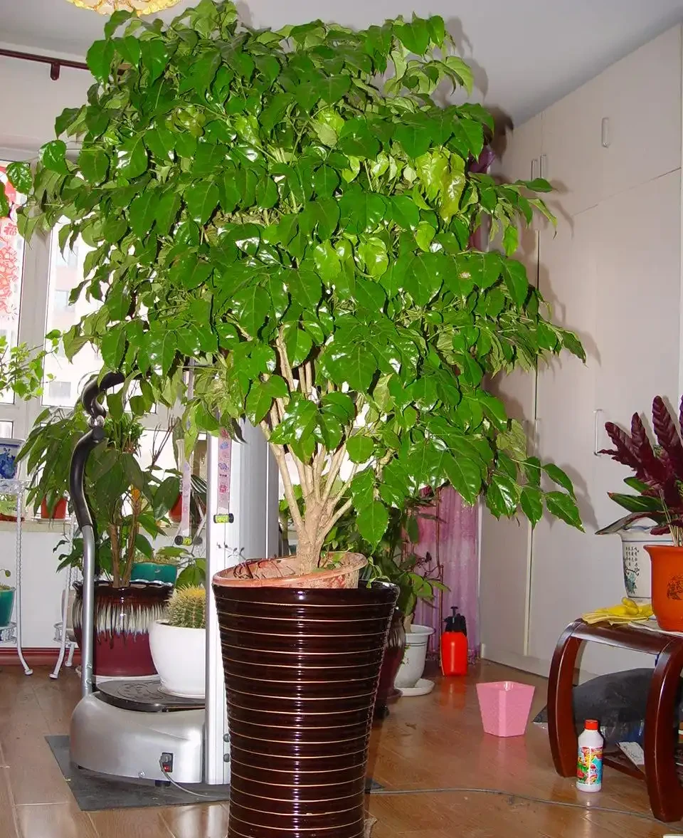 幸福樹該怎麼養?記住3點,葉子翠綠,越養越茂盛,幸福萬年長!