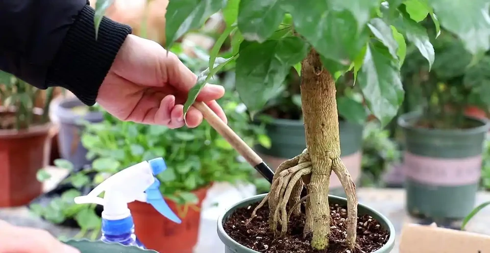 幸福樹該怎麼養?記住3點,葉子翠綠,越養越茂盛,幸福萬年長!